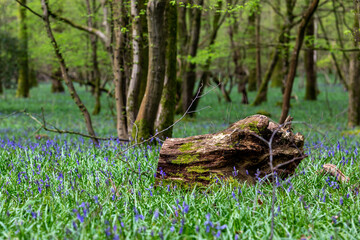 Obraz premium A tree stump on the ground in woodland, with bluebells starting to bloom around it
