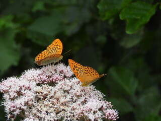 perłowiec malinowiec © Aleksandra