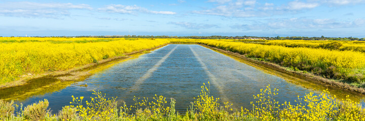 Salt marshes of the natural reserve of Lilleau des Niges and yellow wild mustard flowers on the Ile de Ré, France
