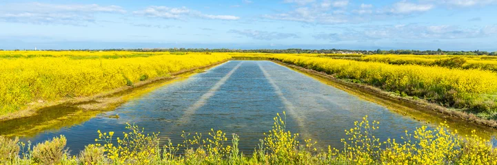 Schilderijen op glas Salt marshes of the natural reserve of Lilleau des Niges and yellow wild mustard flowers on the Ile de Ré, France © JeanLuc Ichard