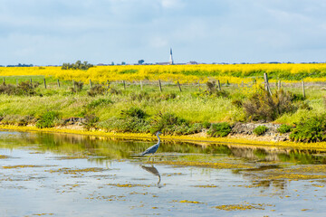 Grey heron in the salt marshes of the natural reserve of Lilleau des Niges on the Ile de Ré island in France