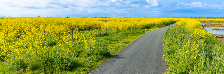 Cycle path and fields of wild mustard on Ile de Ré, France in the natural reserve of Lilleau des...