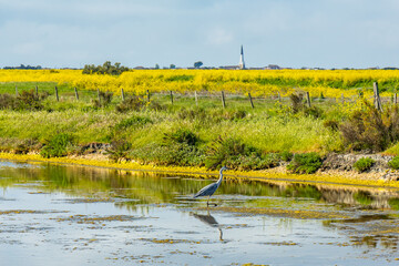 Grey heron in the salt marshes of the natural reserve of Lilleau des Niges on the Ile de Ré island...
