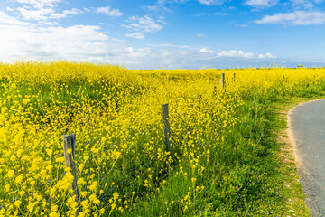 Yellow mustard flowers in bloom in the salt marshes of the natural reserve of Lilleau des Niges on the Ile de Ré island in France