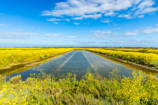 Salt marshes of the natural reserve of Lilleau des Niges and yellow wild mustard flowers on the Ile de R&eacute;, France