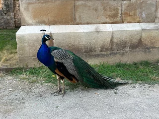 Foto op Canvas Beautiful peacock on the island of Lokrum in Croatia © Darko