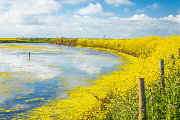 Salt marshes of the natural reserve of Lilleau des Niges on the Ile de Ré island in France with white mustard flowers in bloom