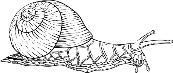 Hand Drawn Cartoon Snail Illustration Vector © panadesignteam
