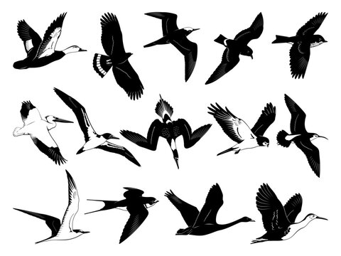 Flying Birds Silhouettes. Black and white stencil vector cliparts isolated on white.