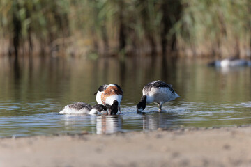 common shelduck Tadorna tadorna in a swamp in Brittany, France