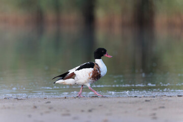 common shelduck Tadorna tadorna in a swamp in Brittany, France