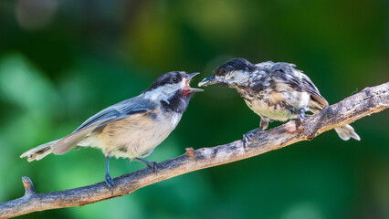 Feeding Chickadee on a branch.  