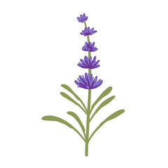 Colored lavender stem 