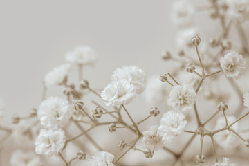 Small beautiful romantic gypsophila flowers elegant macro wallpaper, invitation or postcard