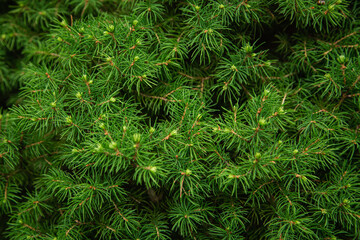 Natural green background with fir branches, coniferous tree close-up.
