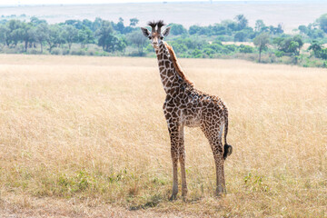 baby giraffe facing the camera at game drive in  the savannah of Kenya