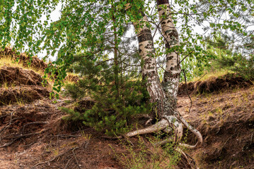A birch tree grows on the edge of a cliff.