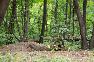 grove in summer time, greenery of trees leaves