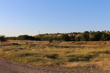 A field of grass and trees