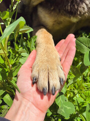 Woman holding the paw of Brown Stray Dog 