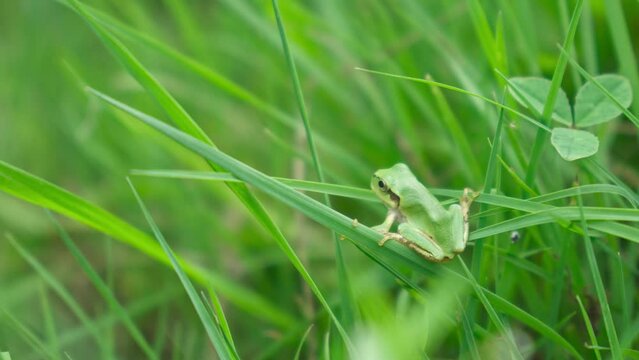 草むらでじっとしているアマガエル