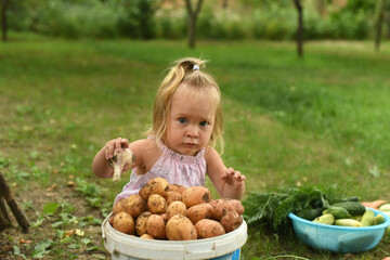 Little beautiful girl in the garden in the garden. A child with a harvest of vegetables. collection of zucchini, potatoes, markings