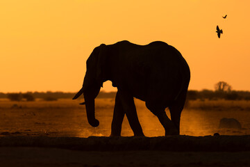 Naklejka na ściany i meble elephant silhouette at sunset
