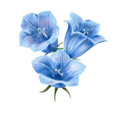 Illustration painted in watercolor. Bluebell flowers set. Isolated on a white background. Application for postcards, invitations