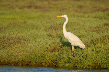 Obraz na płótnie Canvas Great Egret in the marsh