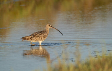 Eurasian Curlew in the ebro delta lagoon

