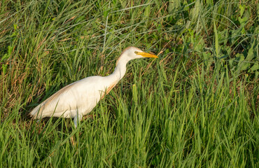 Cattle Egret in the reeds in the ebro delta