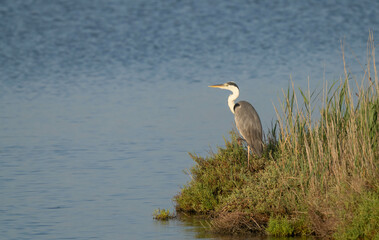 grey heron watchful in the marsh