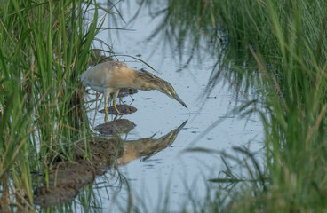 Squacco Heron in the marshes of the ebro delta