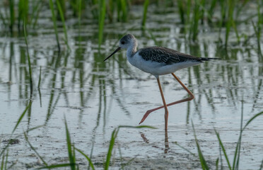 black-winged stilt in rice field in the ebro delta