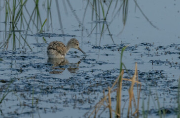 baby black-winged stilt in rice field in the ebro delta