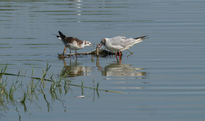 black-headed gull feeding her young on the water