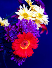 Colorful film Floral Arrangement isolated