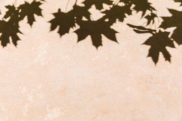 Maple tree leaves shadow on a beige wall background. Overlay effect, stylish flat lay with trendy shadow and sun light. Minimal autumn concept, neutral colors. Design banner, copy space