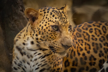 The portrait of leopard. Close-up leopard.