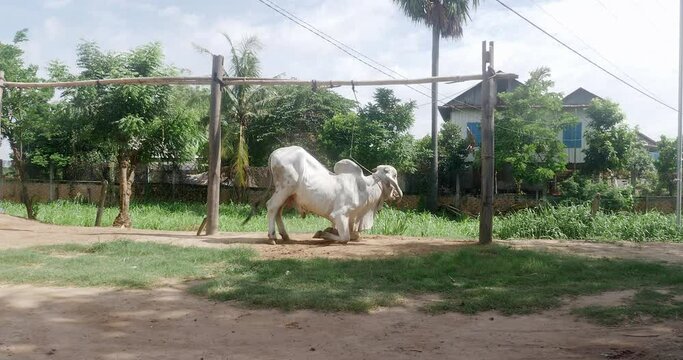 White male zebu standing tied up with rope in a farm. A breeding male zebu is a bull that is used to mate with cows in order to produce calves