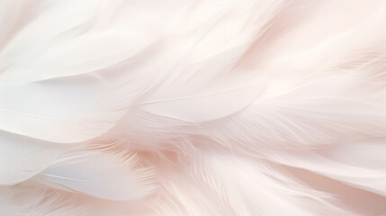 Airy soft fluffy wing bird with white feathers, macro