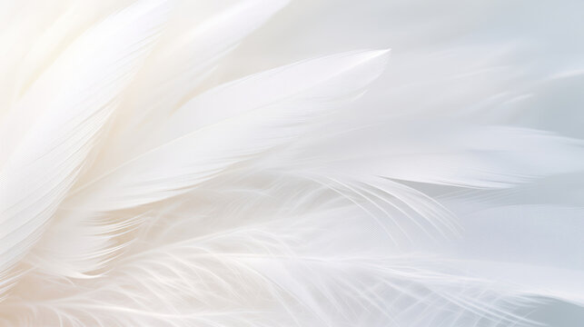 Fototapeta Airy soft fluffy wing bird with white feathers, macro