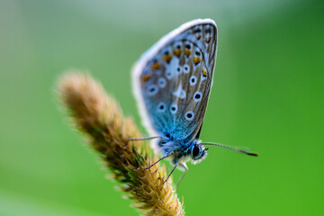 butterfly on a stem of grass