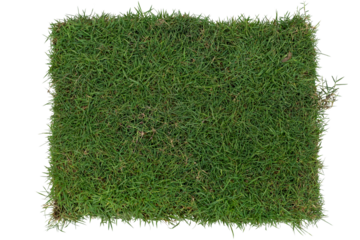 Top view of Japanese lawn grass cut into square sheets for sale isolated on white background included clipping path.