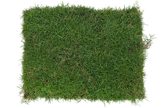 Top view of Japanese lawn grass cut into square sheets for sale isolated on white background included clipping path.