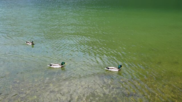 The wild ducks are swimming in the lake. The water of the lake is crystal clear. King's Lake Wonders: Nature's Beauty in Germany.