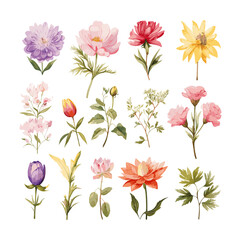 Fototapeta premium Hand drawn watercolor flower set. Herbs, wildflowers and spices. Branches, leaves, herbs, wild plants, flowers. Vector Illustration EPS10