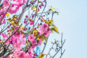 Branches of blossoming decorative cherries. Pink flowers on the branches of a tree in the rays of the spring sun.