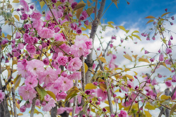Branches of blossoming decorative cherries against the sky. Pink flowers on the branches of a tree.
