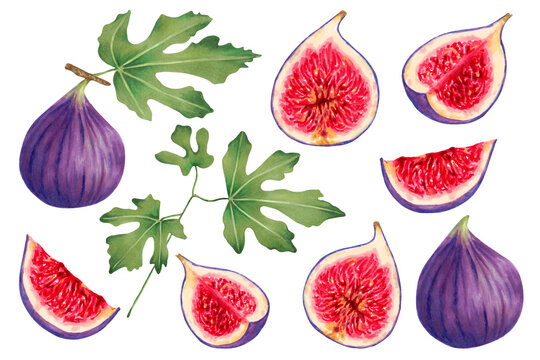 Set of ripe purple fig fruits with leaves.Fruits individually, whole and in section.Beautiful and tasty set of juicy figs.Watercolor and marker botanical illustration.Hand drawn isolated art.